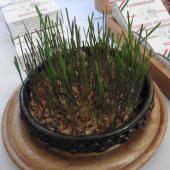 Kattintson a képre az új ablakban megnyíló eredeti felbontású fotóért.