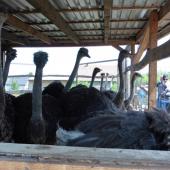 Kattintson a képre az új ablakban megnyíló eredeti felbontású fotóért.