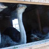 Kattintson a képre az új ablakban megnyíló eredeti felbontású fotóért.